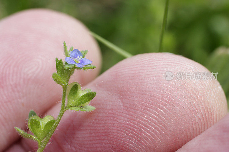 Wall speedwell Veronica arvensis微距摄影